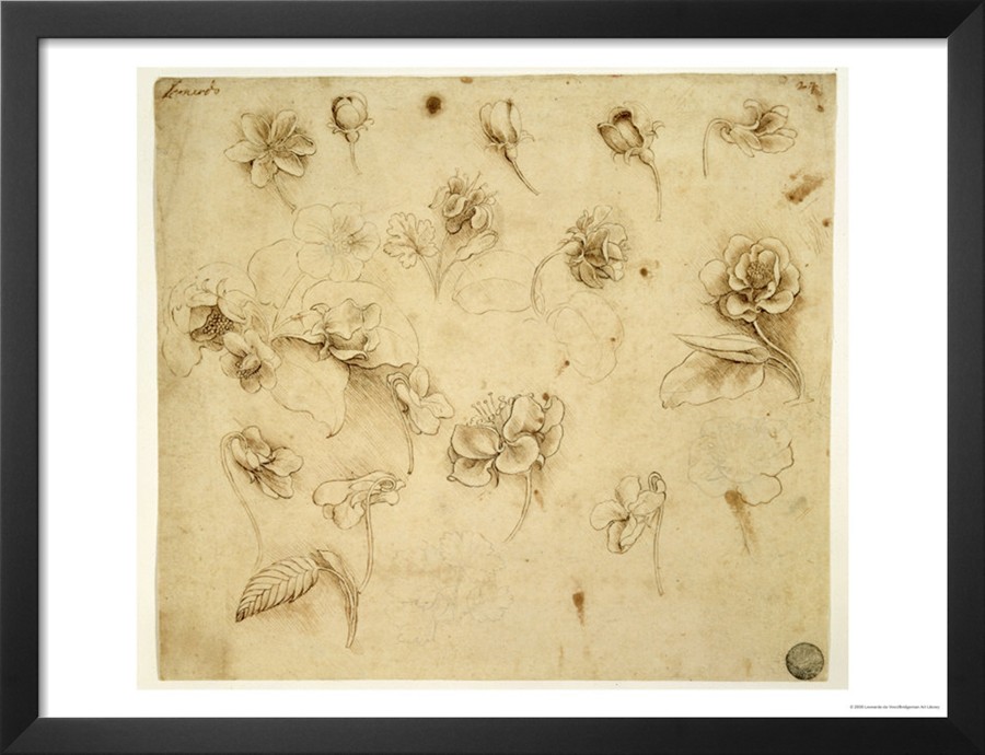Study of Flowers By Leonardo Da Vinci